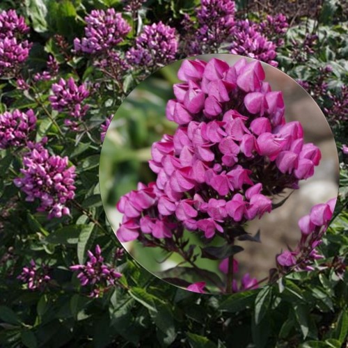 Phlox paniculata 'Butonik' - Aed-leeklill 'Butonik' P9/0,55L             
